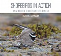 Shorebirds in Action Cover
